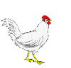 pollo-immagine-animata-0103