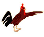 pollo-immagine-animata-0122