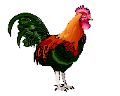 pollo-immagine-animata-0150