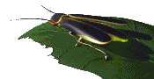 scarafaggio-immagine-animata-0008