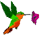 colibri-immagine-animata-0016