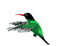 colibri-immagine-animata-0026