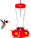 colibri-immagine-animata-0035