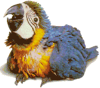 pappagallo-immagine-animata-0106