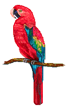 pappagallo-immagine-animata-0121