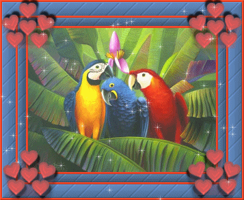 pappagallo-immagine-animata-0129