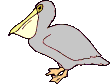 pellicano-immagine-animata-0009