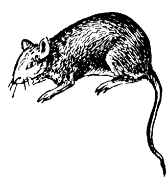 ratto-immagine-animata-0080