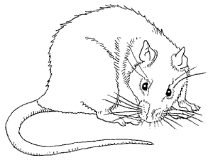 ratto-immagine-animata-0146