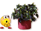 smile-e-smiley-fiore-immagine-animata-0061