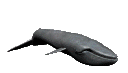 balena-immagine-animata-0013