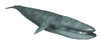 balena-immagine-animata-0017
