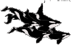 balena-immagine-animata-0041