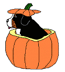 bovaro-del-bernese-immagine-animata-0019