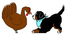 bovaro-del-bernese-immagine-animata-0022