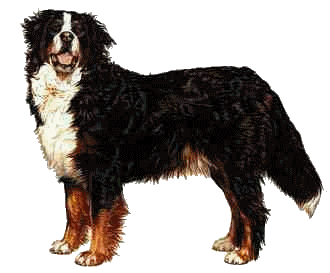 bovaro-del-bernese-immagine-animata-0072