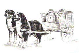 bovaro-del-bernese-immagine-animata-0151