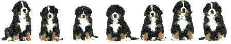bovaro-del-bernese-immagine-animata-0159