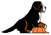bovaro-del-bernese-immagine-animata-0161