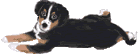 bovaro-del-bernese-immagine-animata-0166